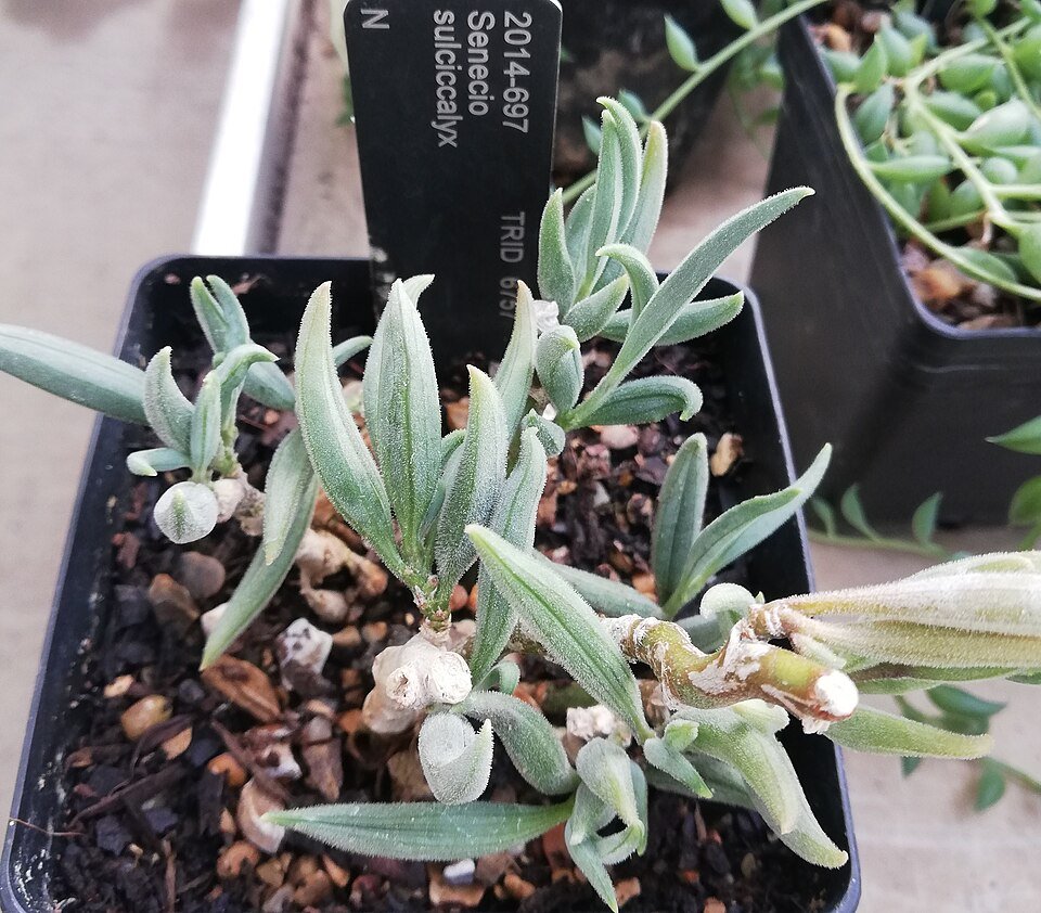 Curio sulcicalyx plant met groen blad en gele bloemen.