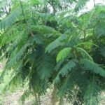 Acacia pennata