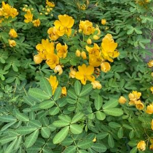 Senna pendula bloeit in Ishigaki Island, omgeven door groen.