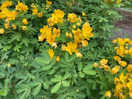 Senna pendula bloeit in Ishigaki Island, omgeven door groen.