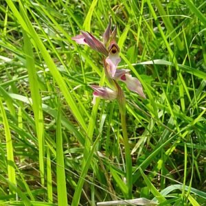 Bloeiende gewone tongorchis met paarse lip en groene bladeren.