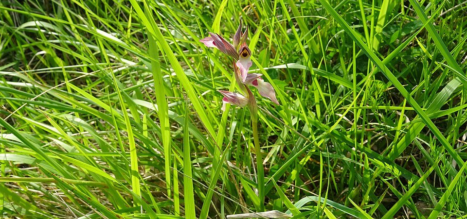 Bloeiende gewone tongorchis met paarse lip en groene bladeren.