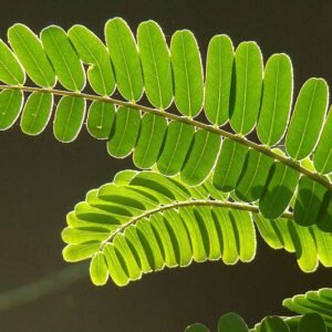Sesbania grandiflora bloemen in close-up, wit en roze.