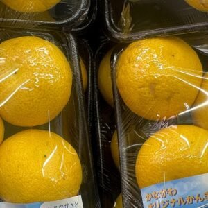 Citrus 'Shōnan Gold' met heldere oranje vruchten en groene bladeren.