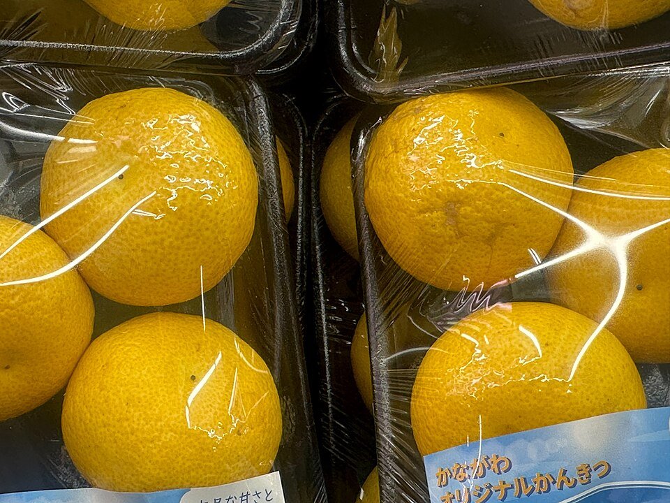 Citrus 'Shōnan Gold' met heldere oranje vruchten en groene bladeren.