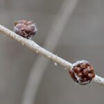 Siberische iep (Ulmus pumila) boom in Guelph, Ontario - 960px.