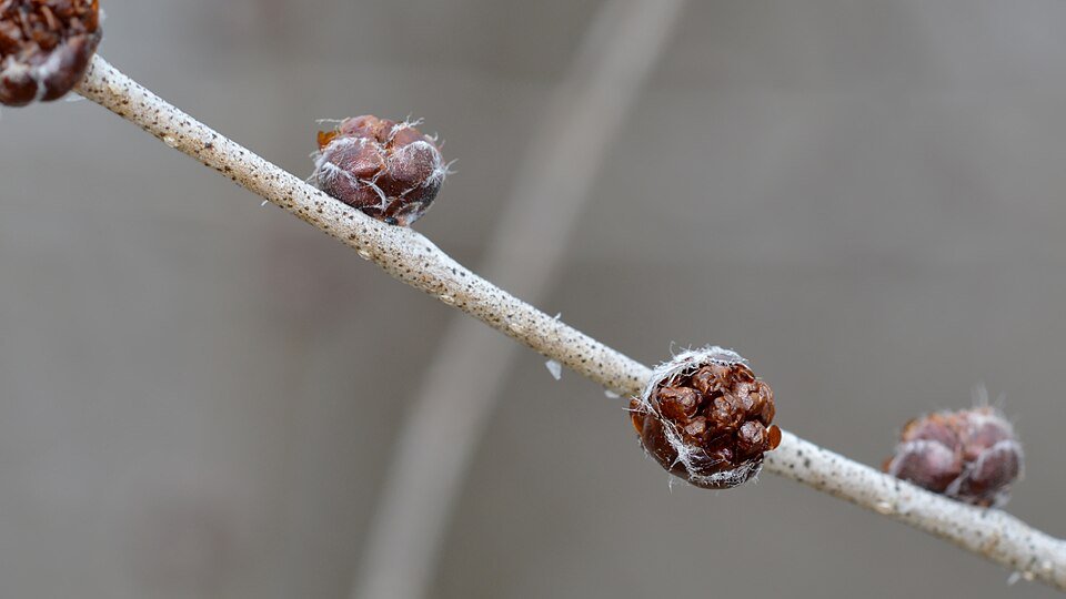 Siberische iep (Ulmus pumila) boom in Guelph, Ontario - 960px.