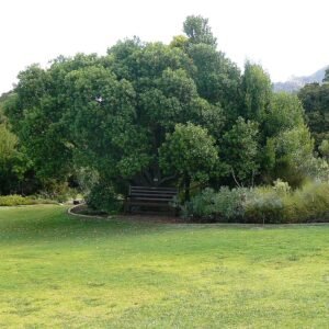 Sideroxylon inerme boom met groene bladeren en witte bloemen.