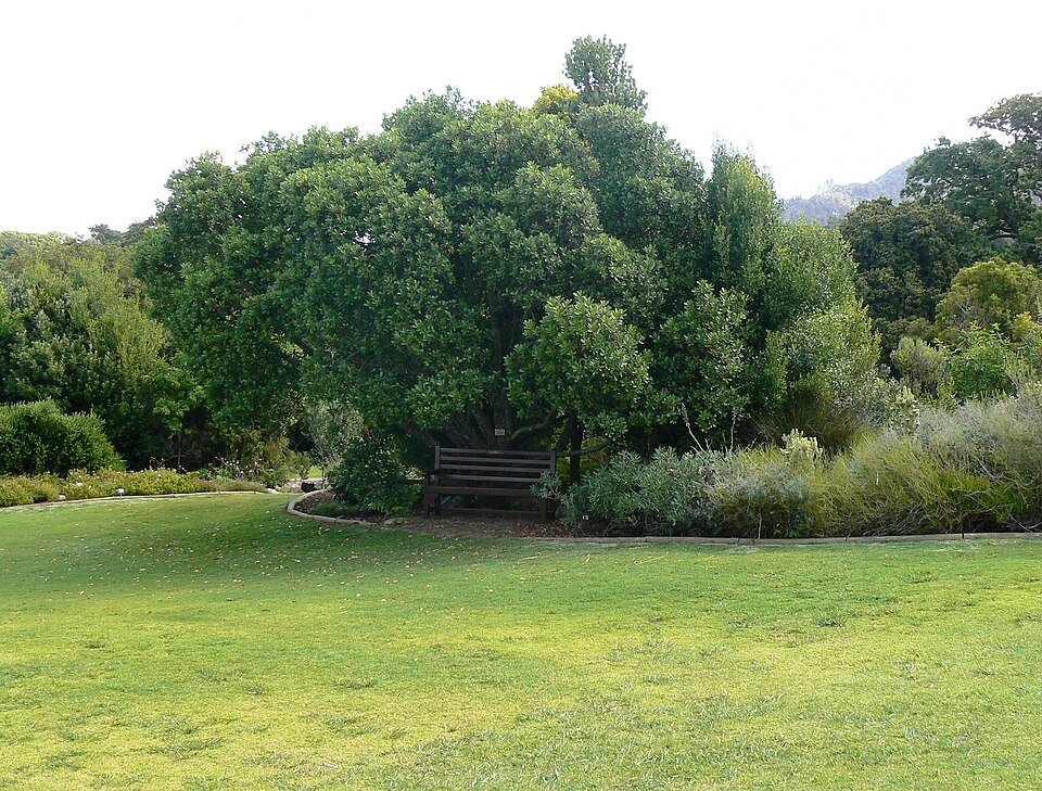 Sideroxylon inerme boom met groene bladeren en witte bloemen.