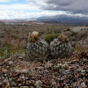 Zeldzame Siler Pincushion cactus met groene stekels en bloeiende gele bloem.
