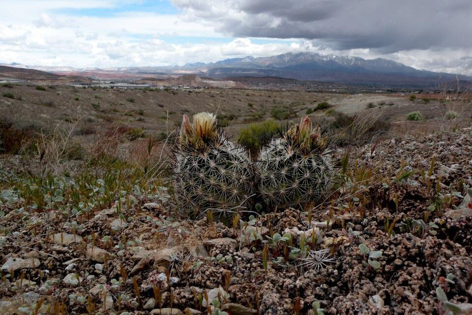 Zeldzame Siler Pincushion cactus met groene stekels en bloeiende gele bloem.