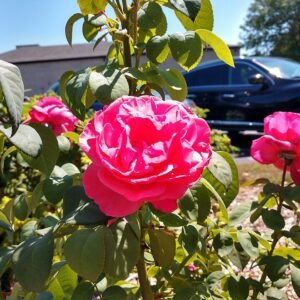 Rode Simon Estes hybride roos in volle bloei met groene bladeren.