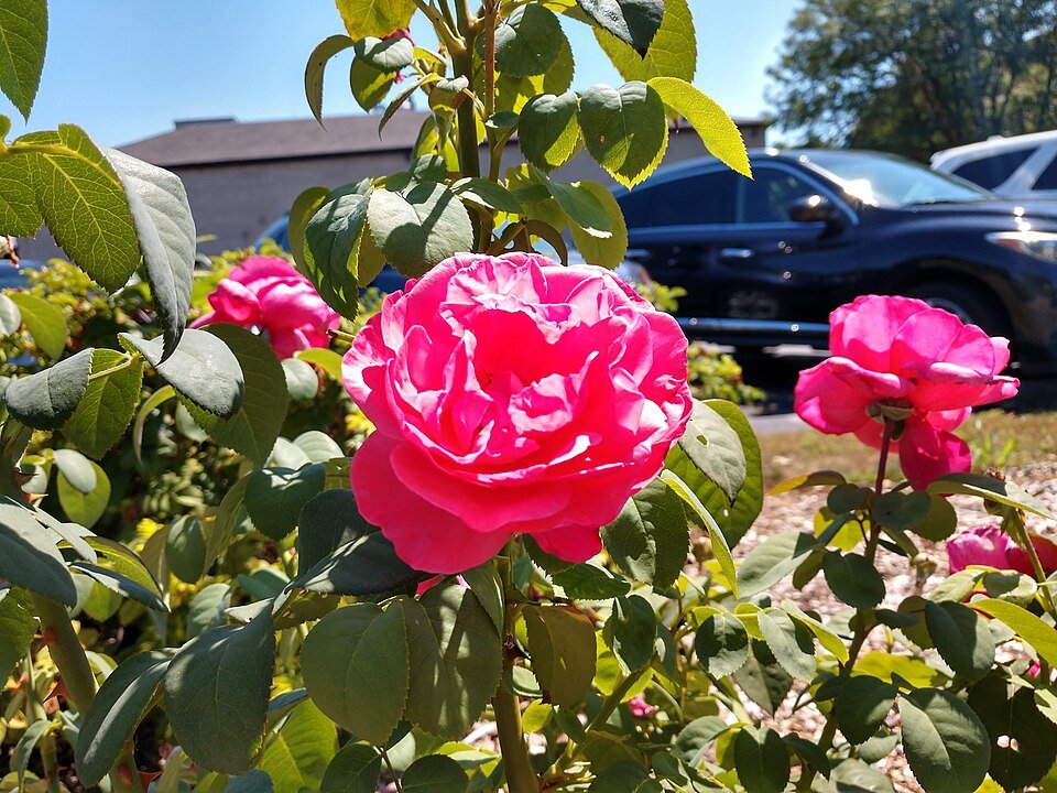 Rode Simon Estes hybride roos in volle bloei met groene bladeren.