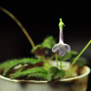 Bloeiende Sinningia muscicola plant met paarse en witte bloemen.