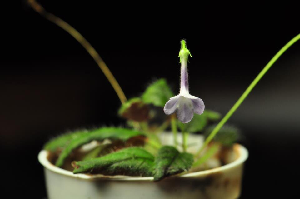 Bloeiende Sinningia muscicola plant met paarse en witte bloemen.