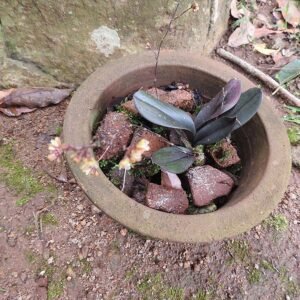 Hybride Sirhookera plant met rode en gele bloemen.