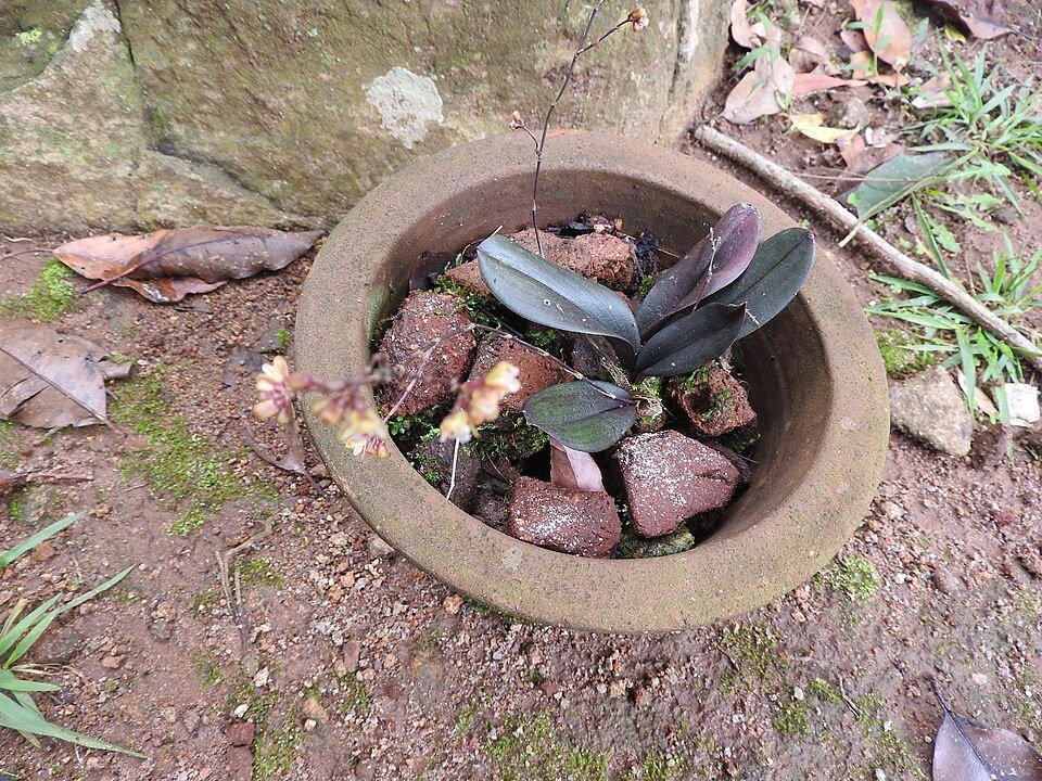 Hybride Sirhookera plant met rode en gele bloemen.