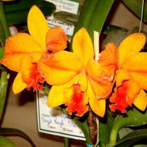 Paarse en witte bloeiende Cattlianthe orchidee op 960px-Slc_Hazel_Boyd.jpg.