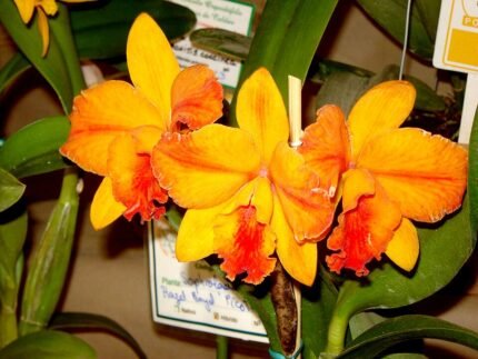 Paarse en witte bloeiende Cattlianthe orchidee op 960px-Slc_Hazel_Boyd.jpg.