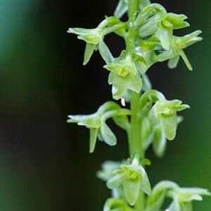 Slanke veenorchidee met witte bloemen en groene bladeren in natuurlijke habitat.