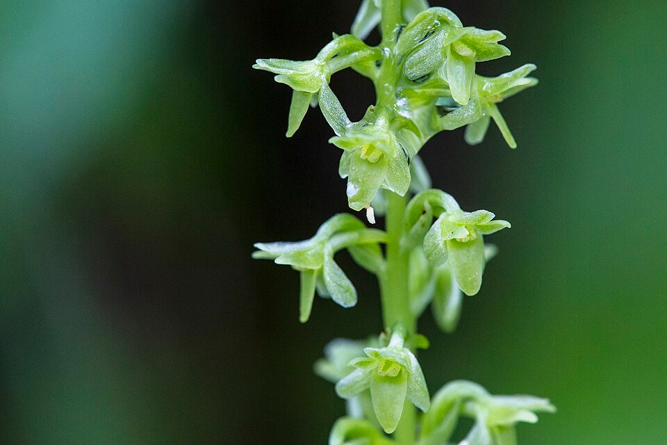 Slanke veenorchidee met witte bloemen en groene bladeren in natuurlijke habitat.