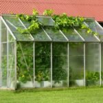 Groene kas met ontsnappende druivenranken in zonlicht.