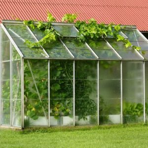 Groene kas met ontsnappende druivenranken in zonlicht.