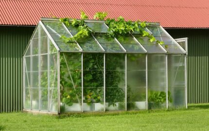 Groene kas met ontsnappende druivenranken in zonlicht.