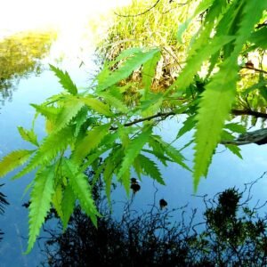 Smodingium argutum plant with green leaves and white flowers.