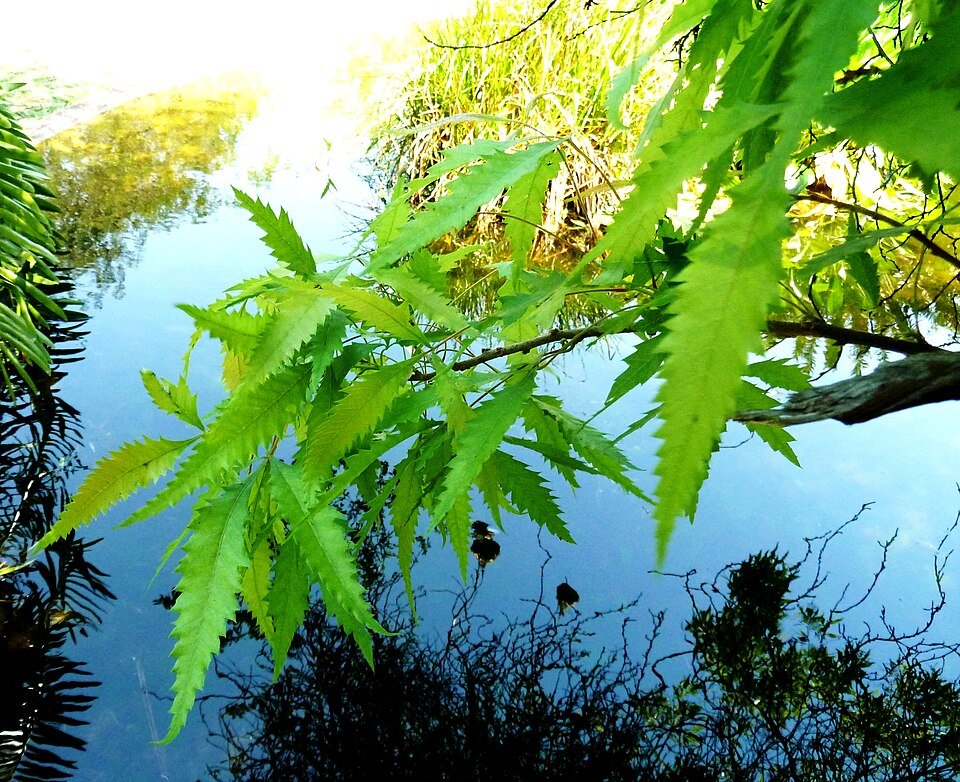 Smodingium argutum plant with green leaves and white flowers.