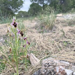 Sniporchis bloem met houtsnip- en bijenmotief, in zonlicht.