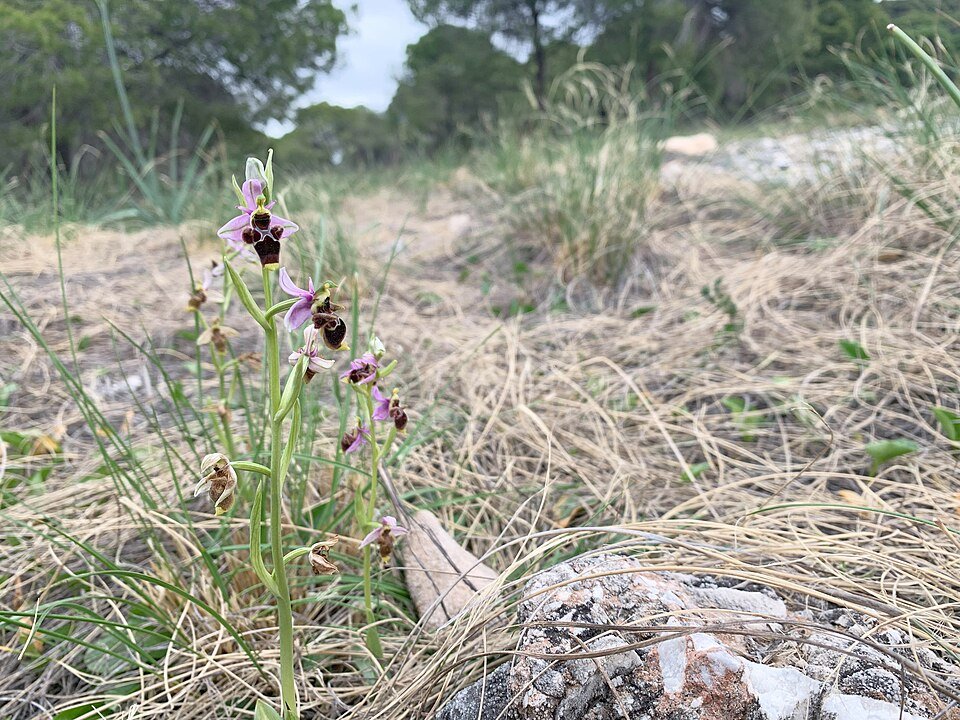 Sniporchis bloem met houtsnip- en bijenmotief, in zonlicht.