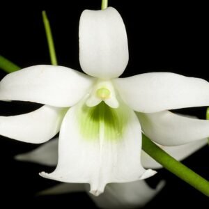 Sobennikoffia robusta orchidee bloem in zachte roze en wit op groen blad.