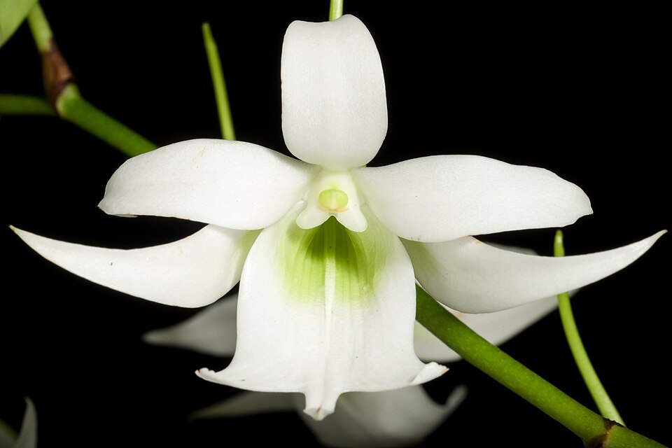 Sobennikoffia robusta orchidee bloem in zachte roze en wit op groen blad.