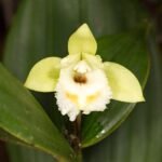 Paarse Sobralia bimaculata orchideeën in bloei.