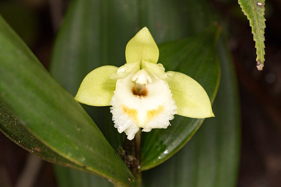 Paarse Sobralia bimaculata orchideeën in bloei.