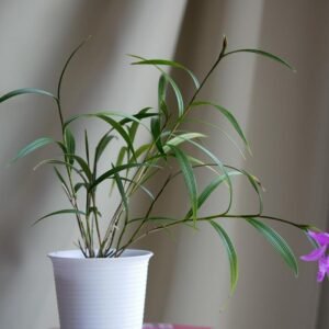 Witte Sobralia callosa orchidee bloem in volle bloei.