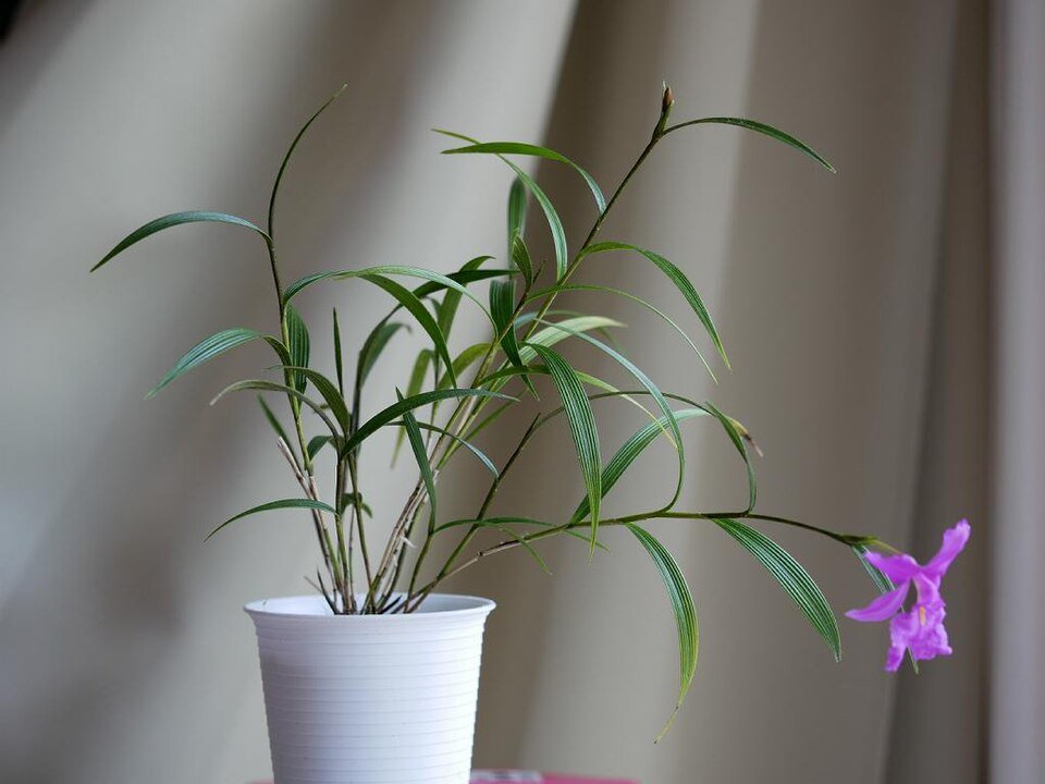 Witte Sobralia callosa orchidee bloem in volle bloei.