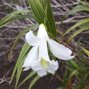 Purple Sobralia granitica orchid flower in full bloom with delicate petals and green leaves.