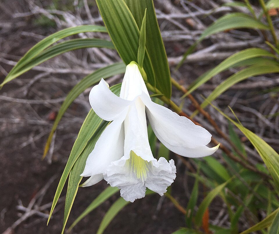 Purple Sobralia granitica orchid flower in full bloom with delicate petals and green leaves.