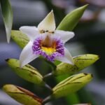 Witte Sobralia luerorum orchidee bloem in volle bloei met bladeren en knoppen.