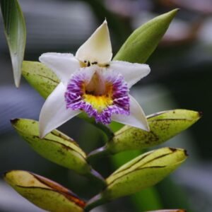 Witte Sobralia luerorum orchidee bloem in volle bloei met bladeren en knoppen.
