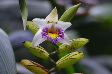 Witte Sobralia luerorum orchidee bloem in volle bloei met bladeren en knoppen.