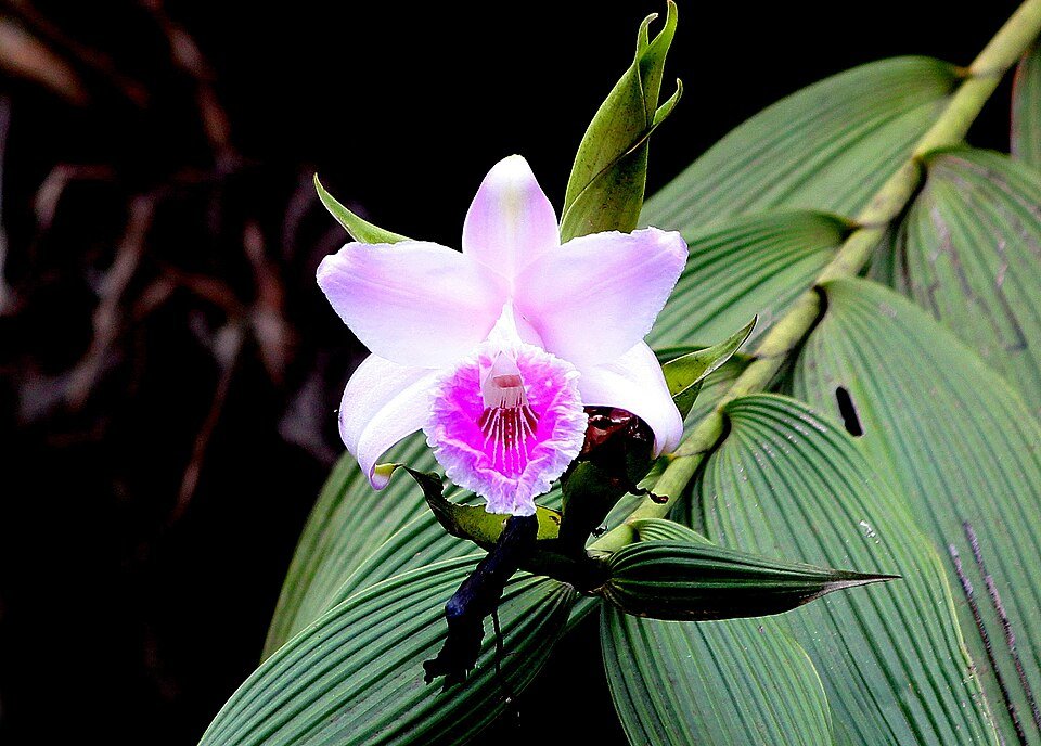 Roze en witte Sobralia pulcherrima orchidee bloem in close-up.