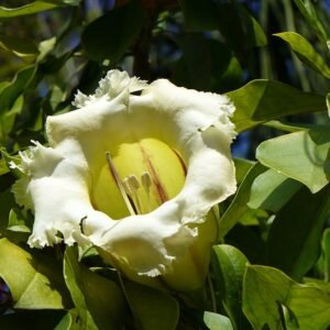Yellow Solandra grandiflora flower against green foliage.