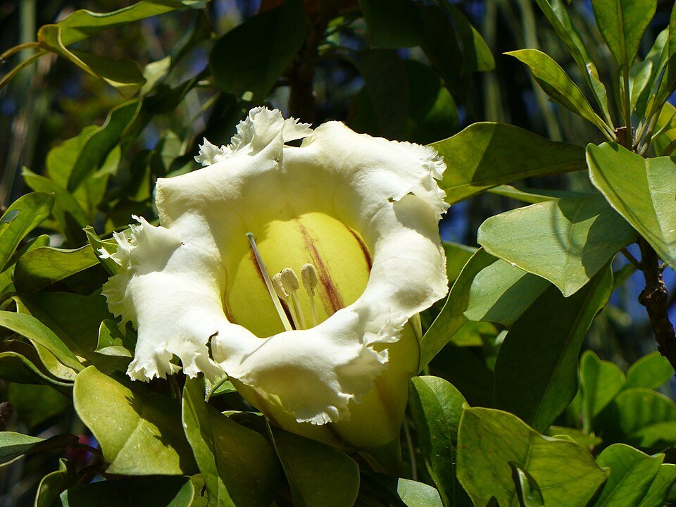 Yellow Solandra grandiflora flower against green foliage.
