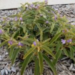 Ronde gele bessenplant Solanum centrale met groene bladeren.