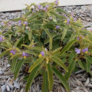 Ronde gele bessenplant Solanum centrale met groene bladeren.