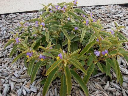 Ronde gele bessenplant Solanum centrale met groene bladeren.