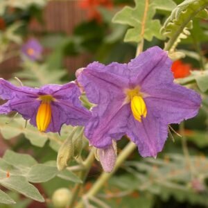 Solanum pyracanthos plant met groene bladeren en stekelige oranje bessen.